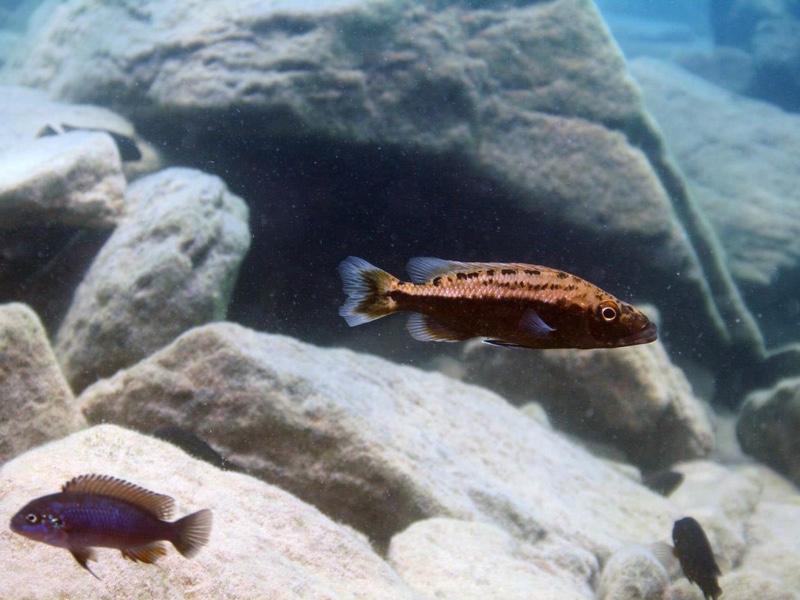 Tyrannochromis macrostoma